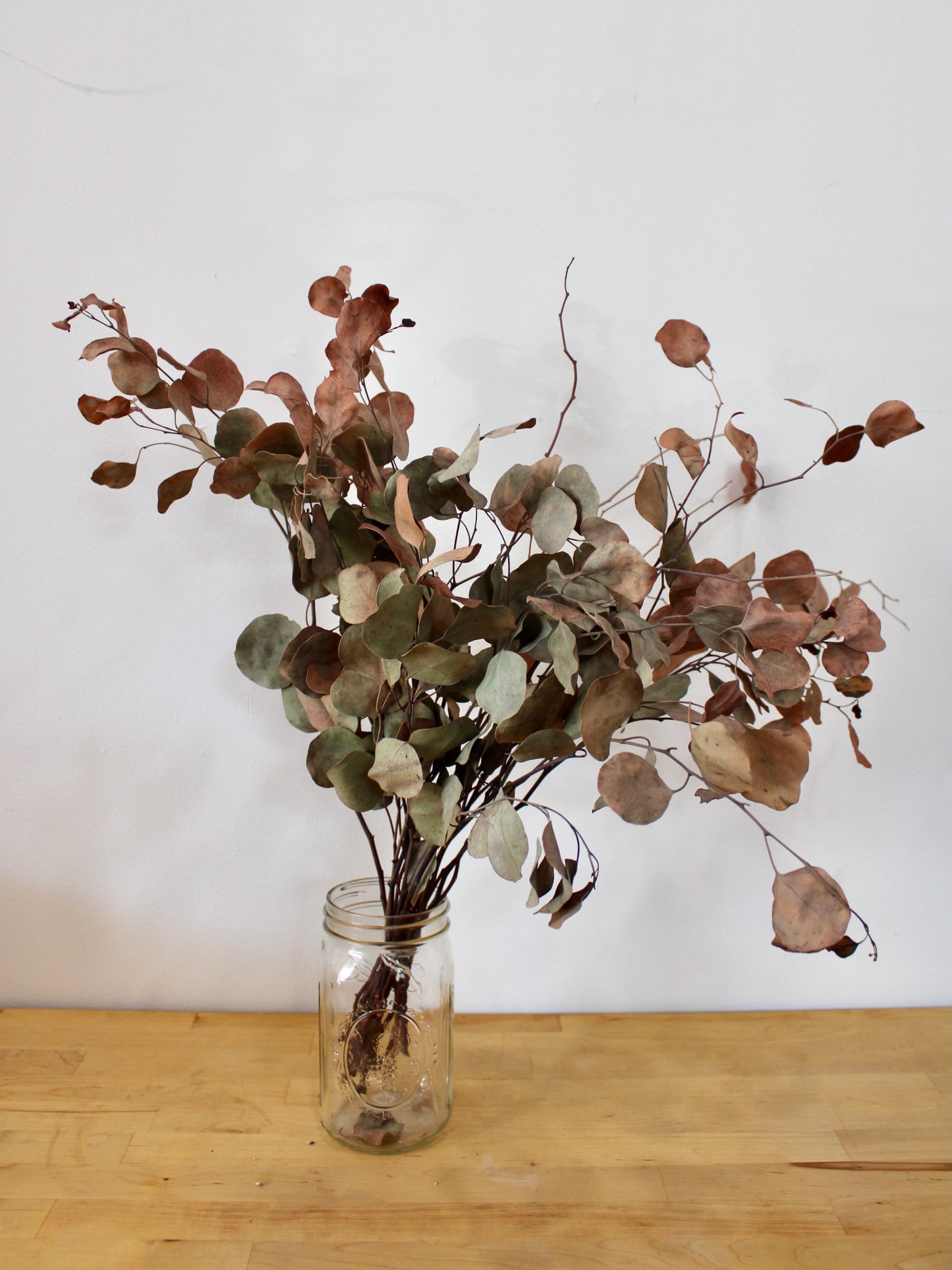 Dried Eucalyptus (multiple varieties)