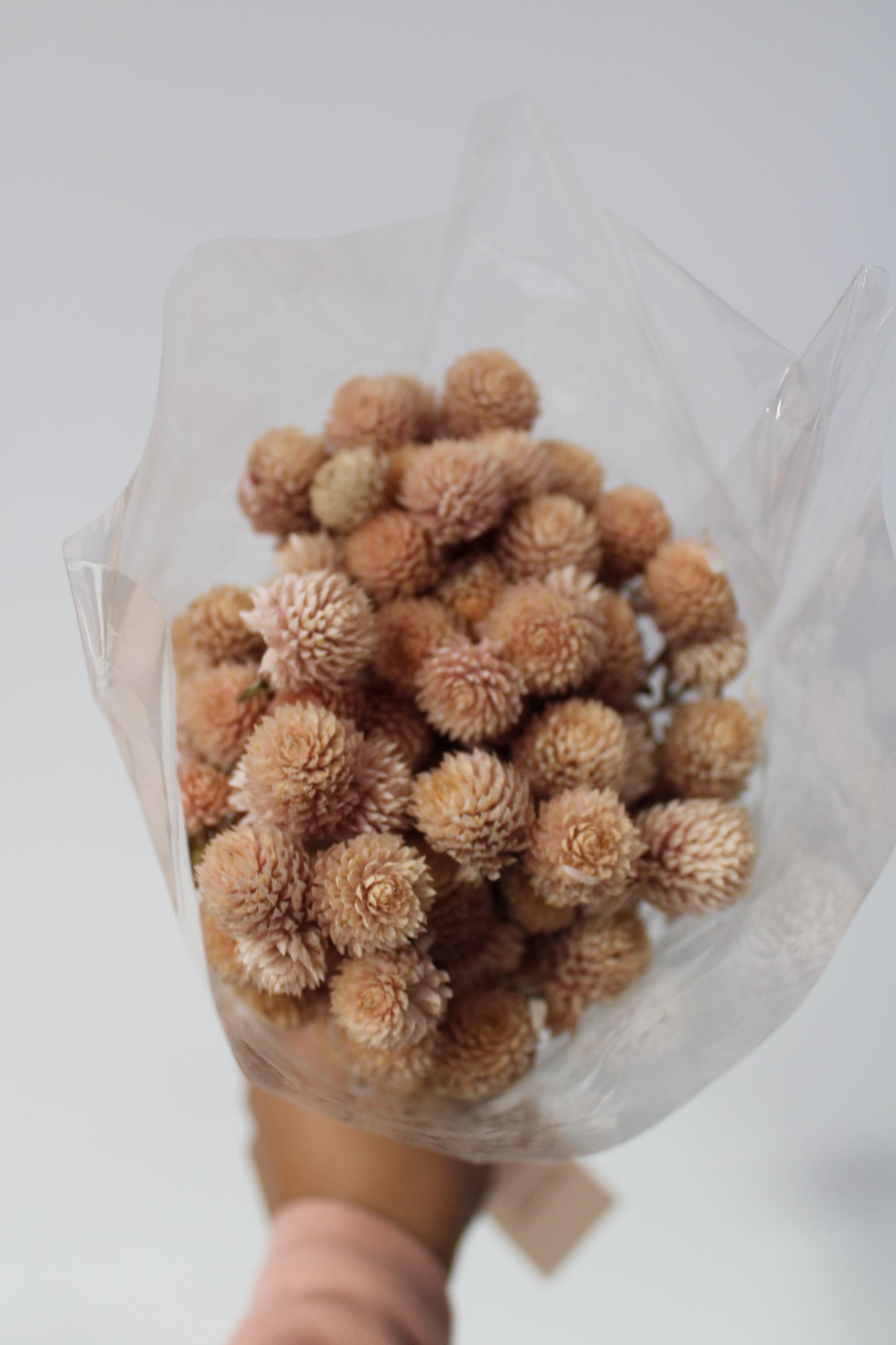 Dried Blush Globe Amaranth