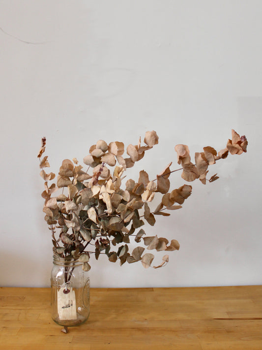 Dried Eucalyptus (multiple varieties)