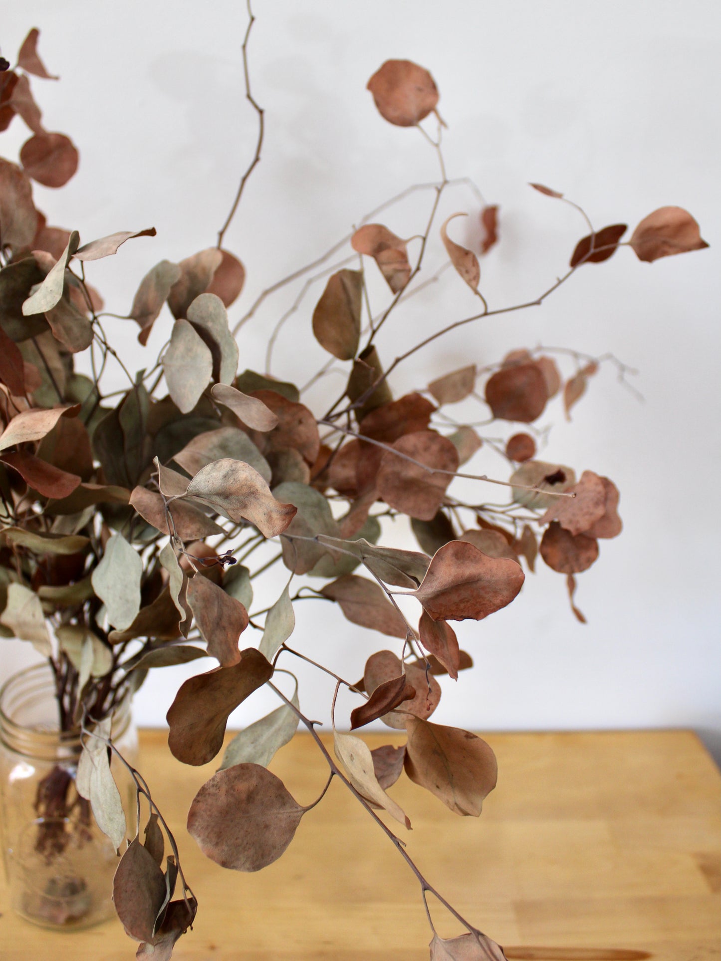 Dried Eucalyptus (multiple varieties)