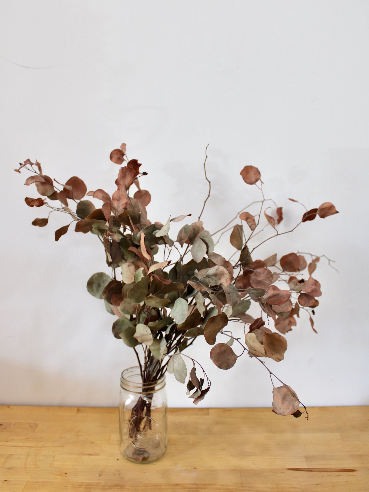 Dried Eucalyptus (multiple varieties)