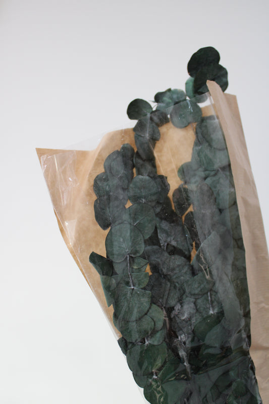 Dried Eucalyptus