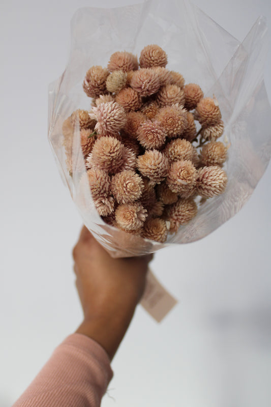 Dried Blush Globe Amaranth